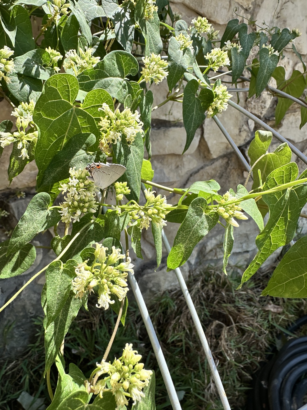 Flowering milkvines on a small metal trellis leaning against a stone wall, photo by the author in her garden.